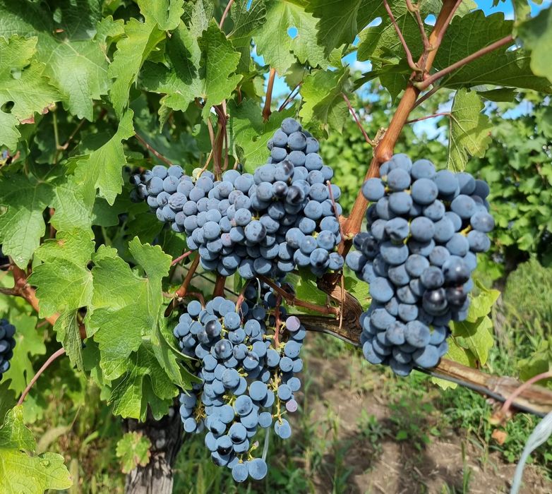 Struguri vin Otonel Cabernet Sauvignon Blanc Feteasca Regala Neagra Sarba Odobesti Merlot