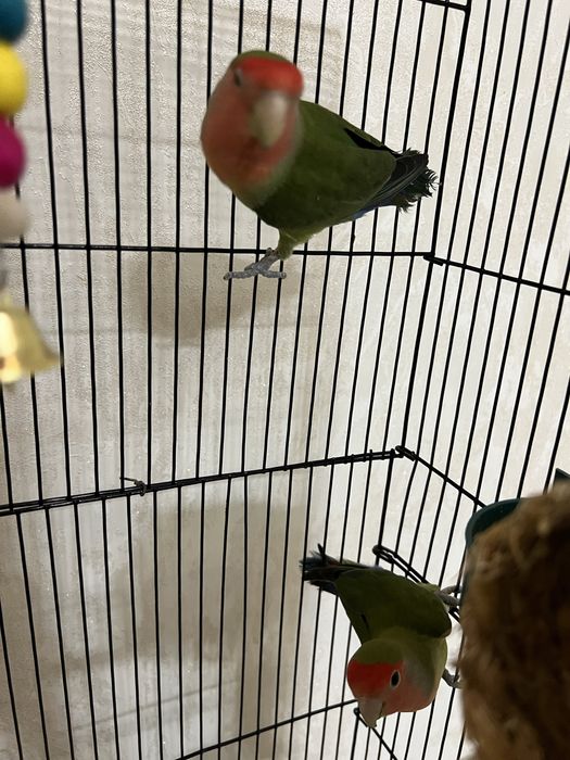 Продам попугаев неразлуечики