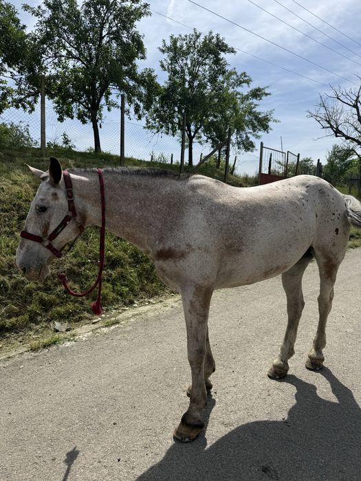 Iapă Appaloosa de vânzare – 9 ani, cal de călărie