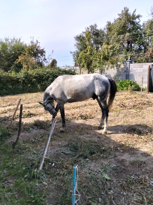 Срочно продам лошадь