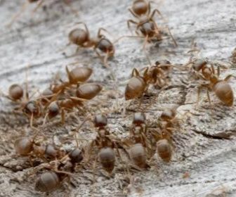 Lasius neglectus 1/15+