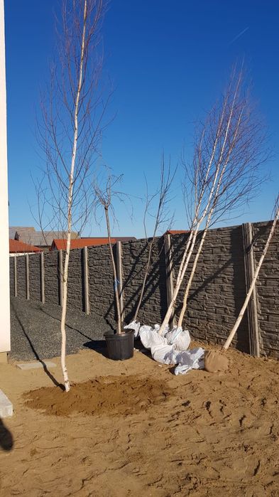 Mesteacăn mutitulpinar cu coaja alba decorativ,  Pret minim garantat