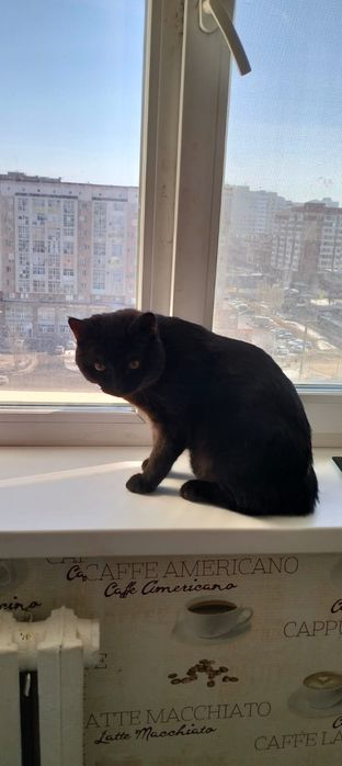 Отдам кошку БЕСПЛАТНО!