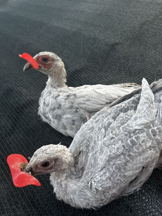 Fazani comuni ciocolatii/ rosii/ gri/albi