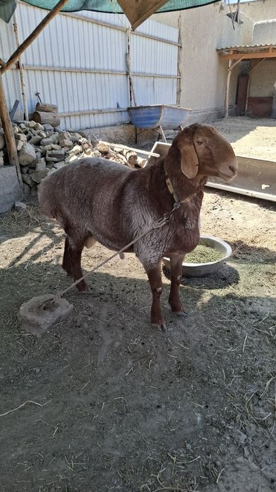 Arashan qóchqor sotiladi 2 yosh