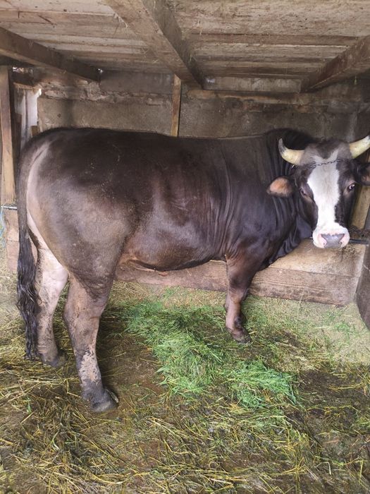 Taur de vânzare 750kg