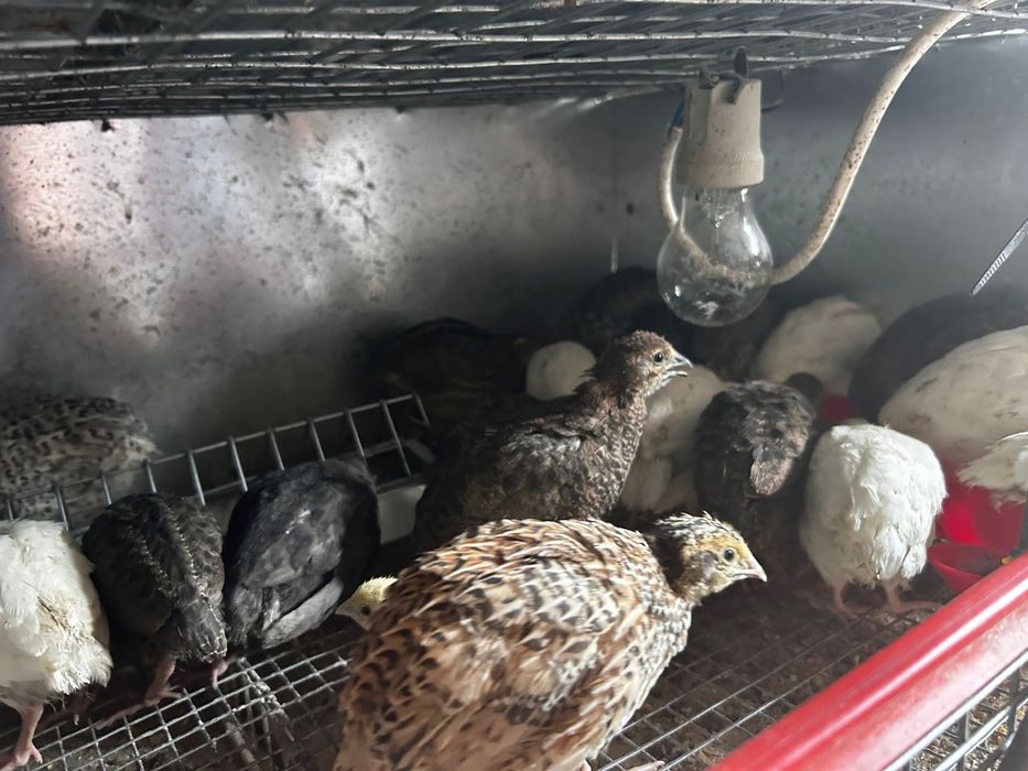 Prepelite japoneza, polare, tibetan ouatoare