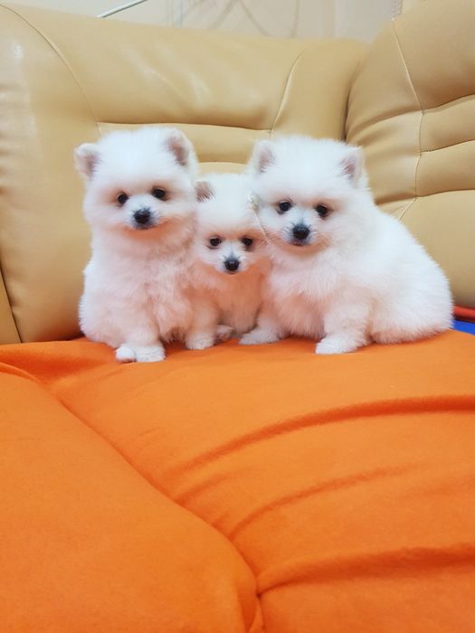 Померан померанчета Гр. София