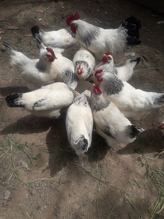 Куры породы адлер