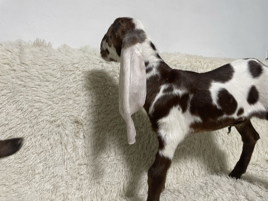 Козлик % камори