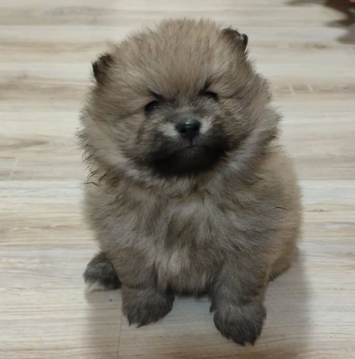 Продавам померан