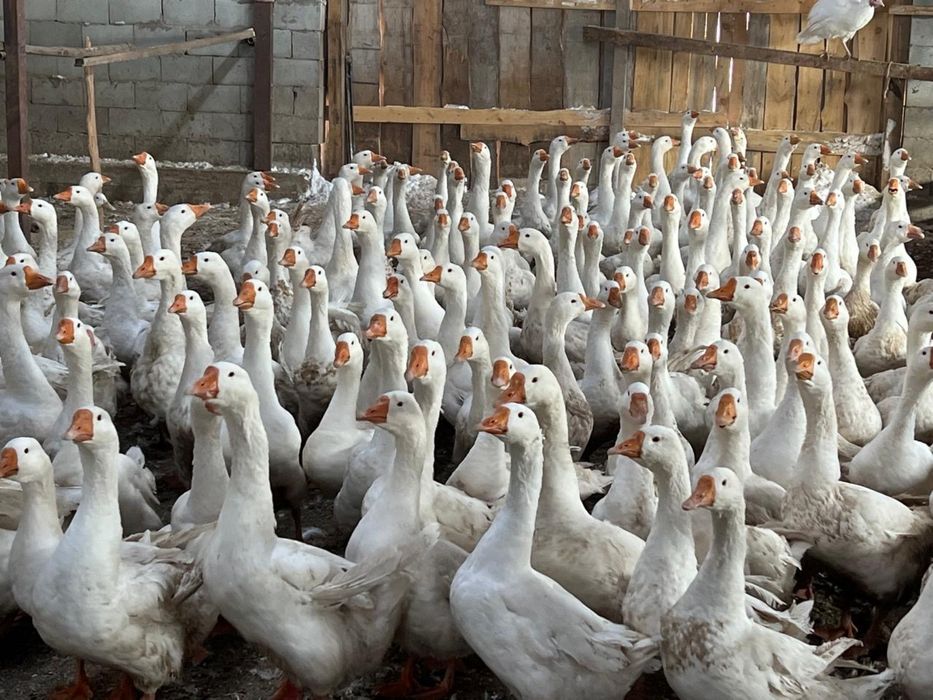 Гуси породы Линда.
