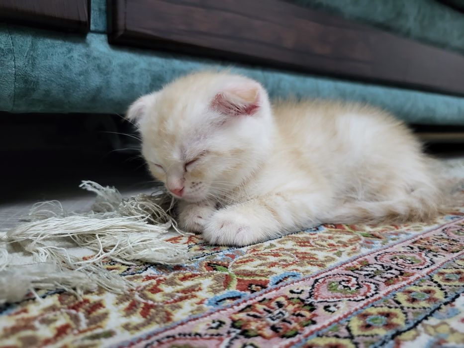 Продаётся пародистый котят