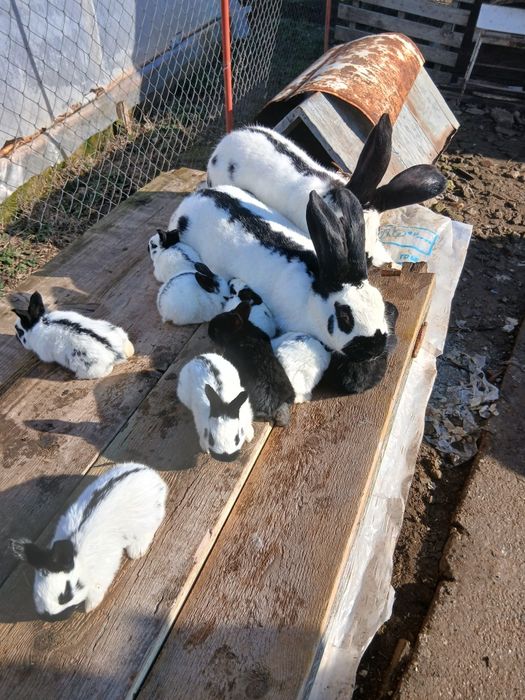 Iepurași fluture german disponibili în Țigănești