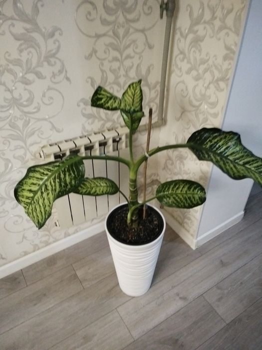 Продам цветок Диффенбахия