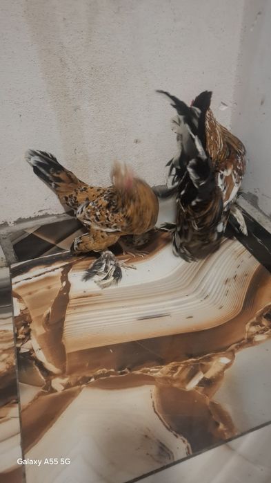 Vând găini mi de flori