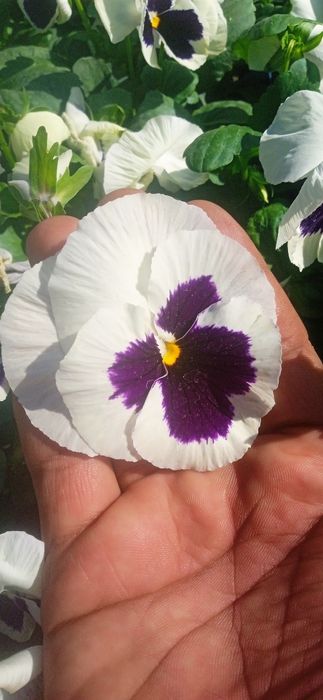 Kapalak viola sotiladi