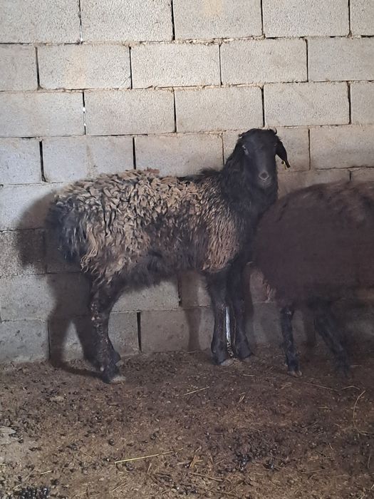 Гиссар токты кошмар.