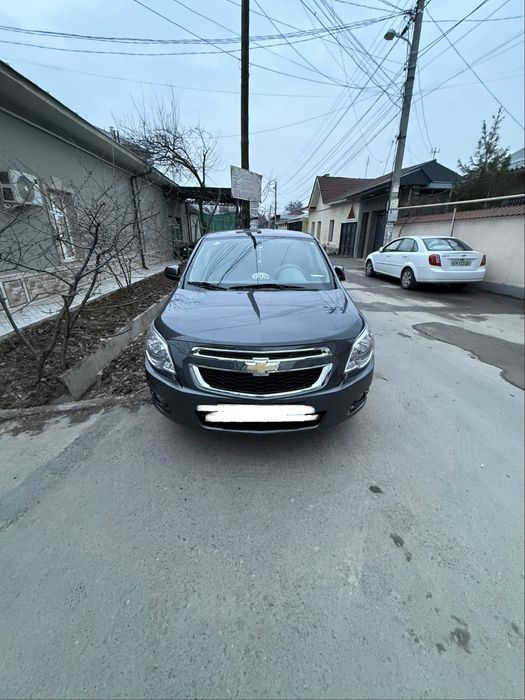 Продам кобаль 2024 гола