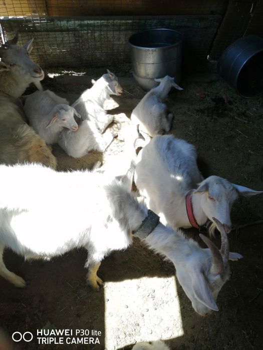 Ешкілер сатылады