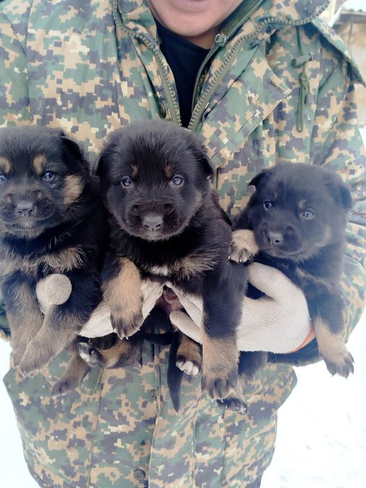 Щенки  немецкой овчарки,девочки.На фото.папа щенков.