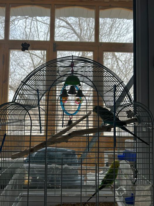 Продам .Попугаев с клеткой!