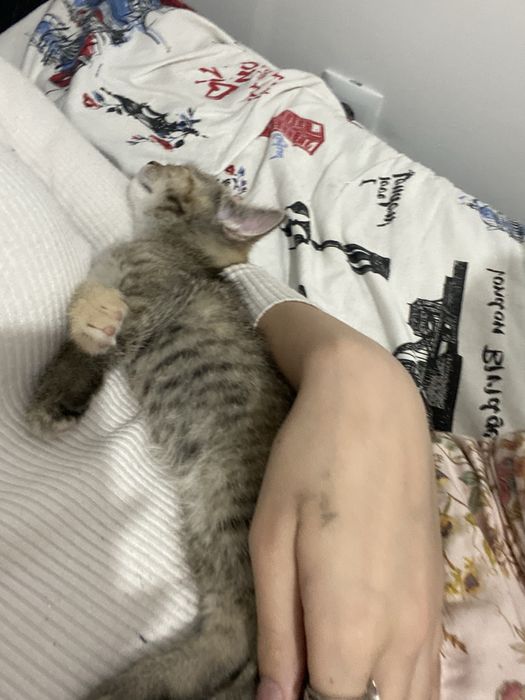 Пол шатланская кошка