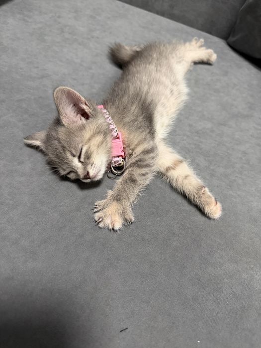 Отдам бесплатна котенка