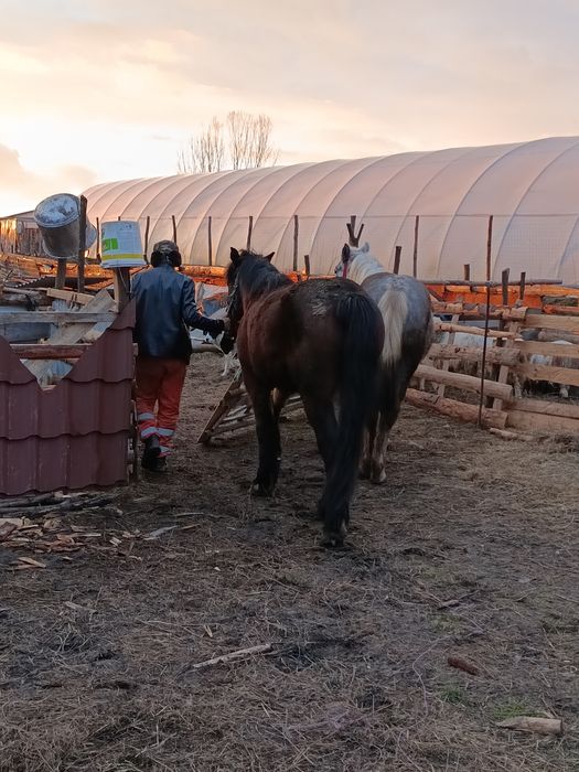 Vând un mânz și o mânză