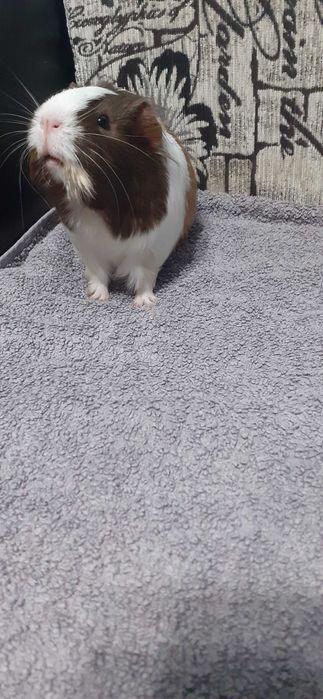 Donez porcușor de Guineea – maro cu alb