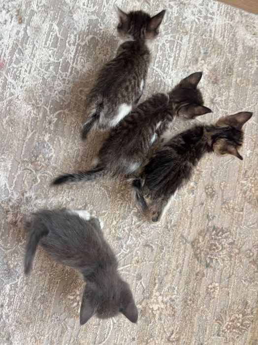 Котята в добрые руки!