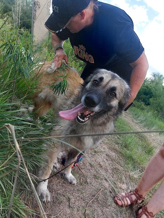 Пристраивается в хорошие руки