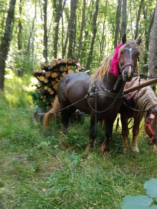 De vânzare harmăsar sau schimb cu un murg detalii la telefon 0741980846
