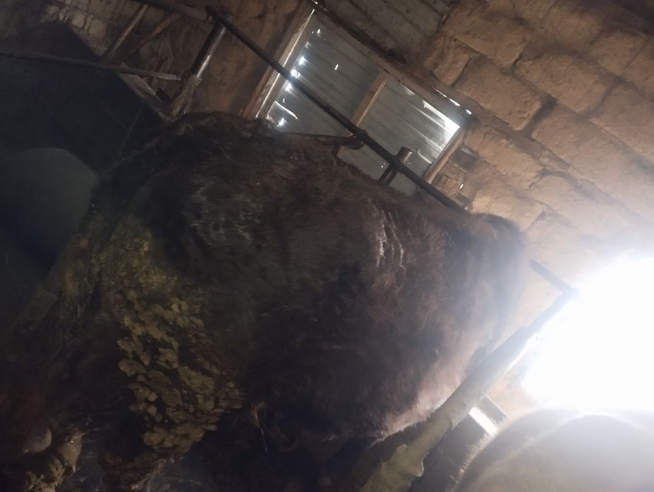 Продам бычки срочно