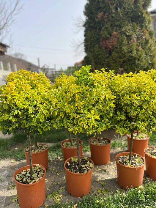 Plante Ornamentale pentru Decor Exterior