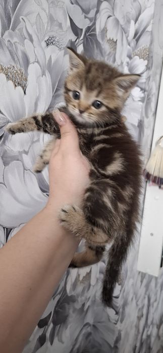 Британские ласковые котята