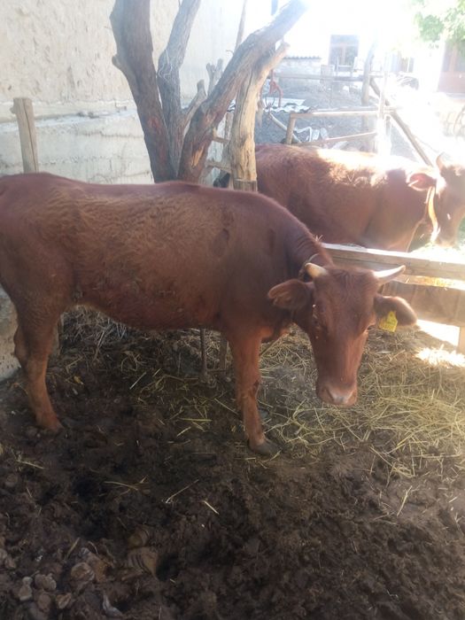 Гуножинлар сотилади дехкондан еб ичиши Зур соглига гаранте