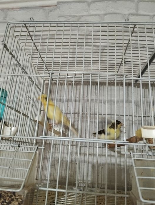 Pui de canari ..