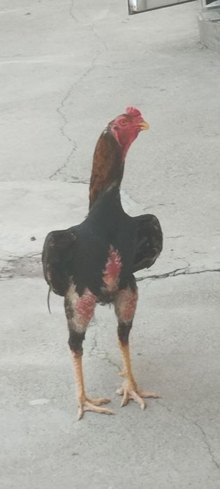 Xoʻroz sotiladi zoti toza