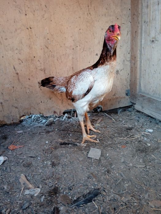 Продам дакан курицу