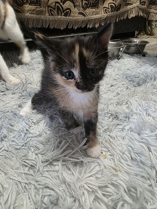 срочно отдам котят!