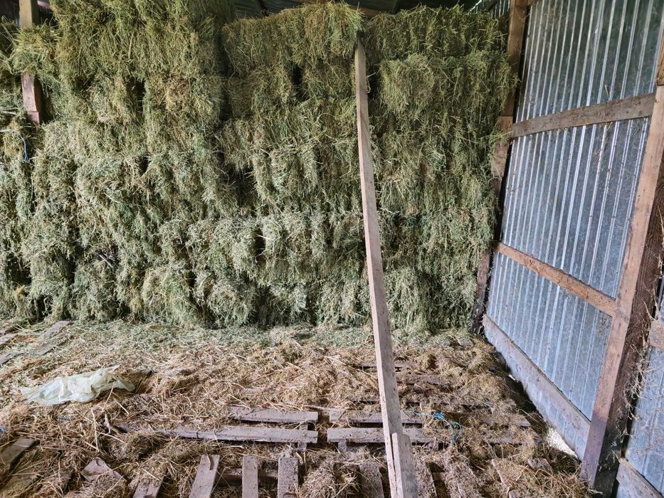 Baloți de lucernă/ Paie