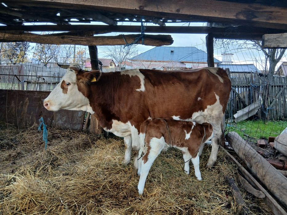 Vând bălțată românească fătată de 1 zi