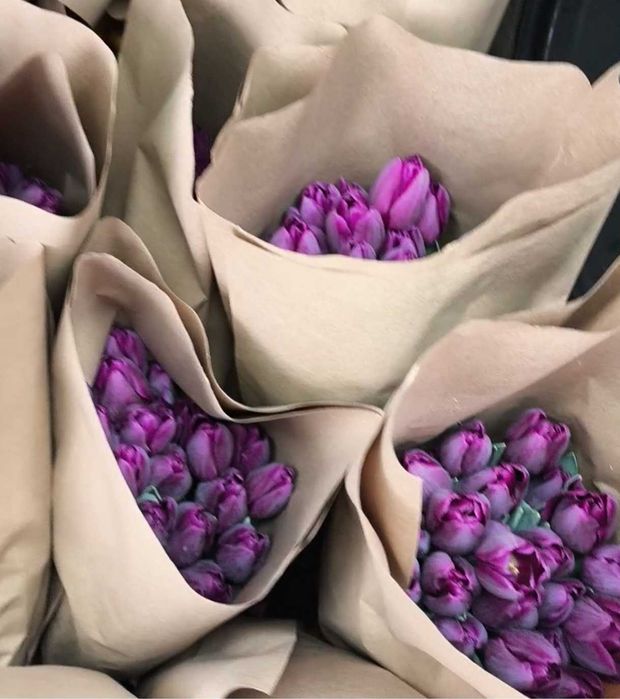 Тюльпаны от производителя