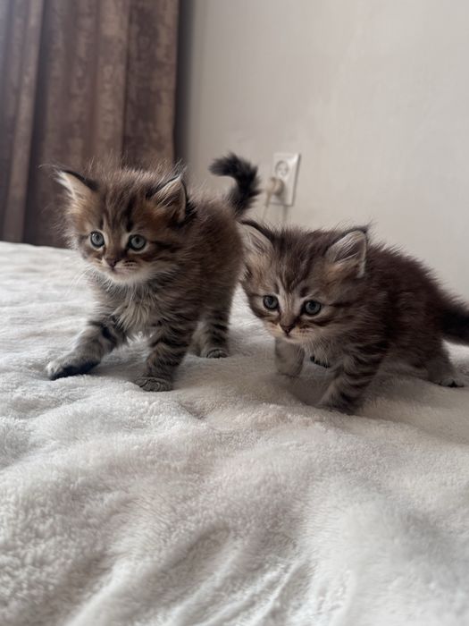 Британские котятки