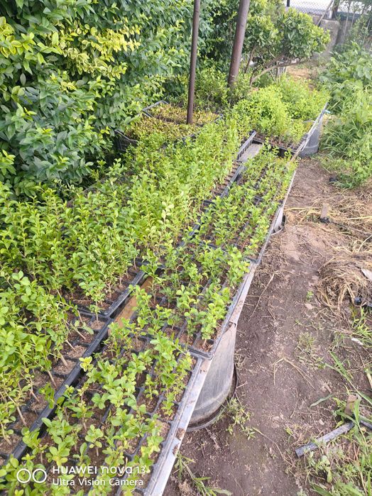 Лигуструм на тарелки