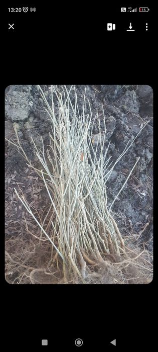 Puieți pentru replantare/împădurire la cel mai bun preț anul 1