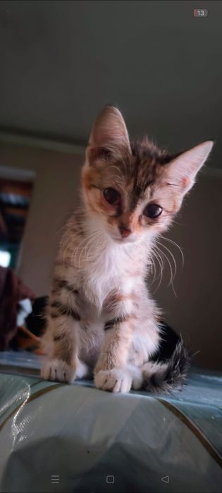 Отдам 2 кошечек.