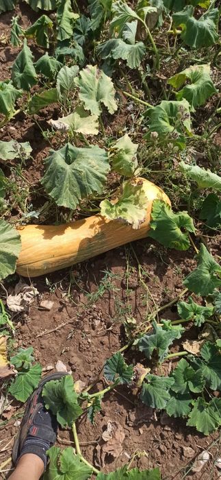Продавам тикви цигулки