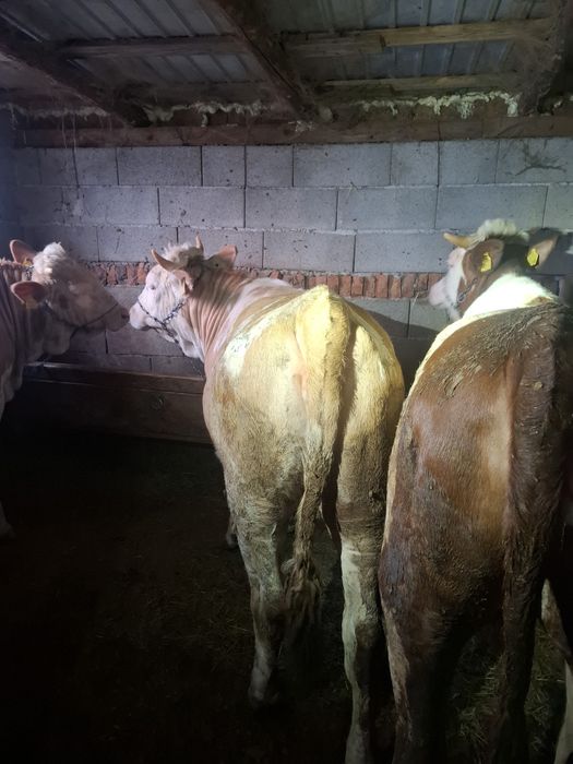 Vand 5 vitele baltate